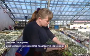 В оренбургских теплицах готовят рассаду цветов для городских клумб