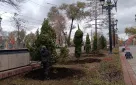 У Вечного огня на проспекте Победы Оренбурга высаживают сосны