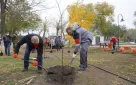 Более 60 деревьев и кустарников украсили обновленный парк у ДК «ТРЗ» в Оренбурге
