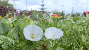 Из-за аномальной жары клумбы Оренбурга поливают ночами