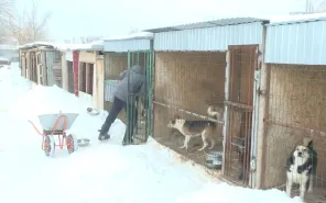 Собак, покусавших девочку на ул. Бебеля в Оренбурге, поместили в приют