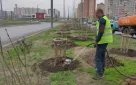 Деревья, высаженные осенью вдоль Северного проезда в Оренбурге, благополучно перезимовали